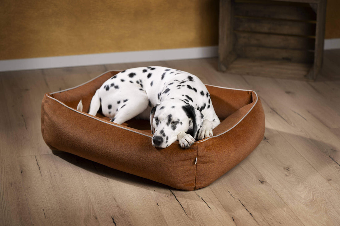 Twee honden ontspannen op een hondenbed in de winkel Tough & Sweet.