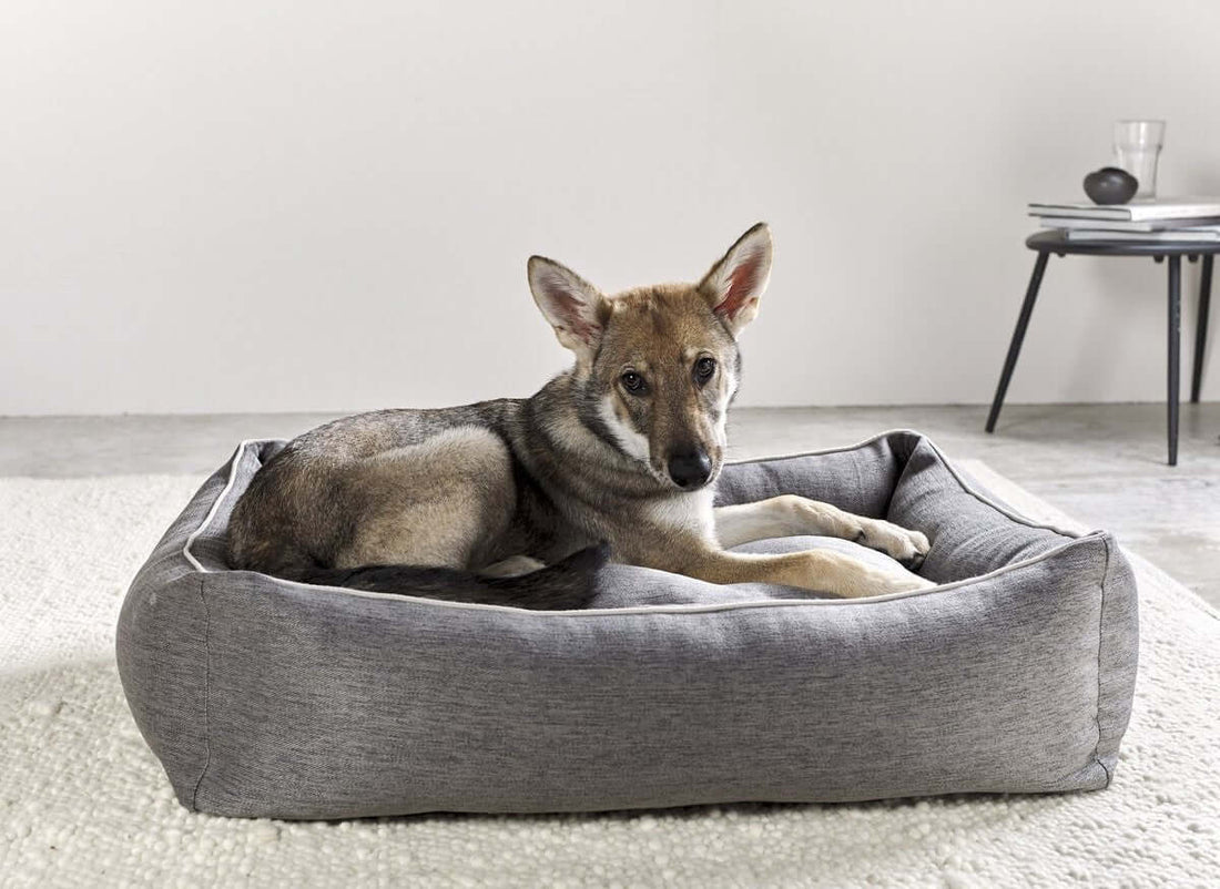 Een hond ligt op een hondenbed in een artikel van Tough & Sweet.