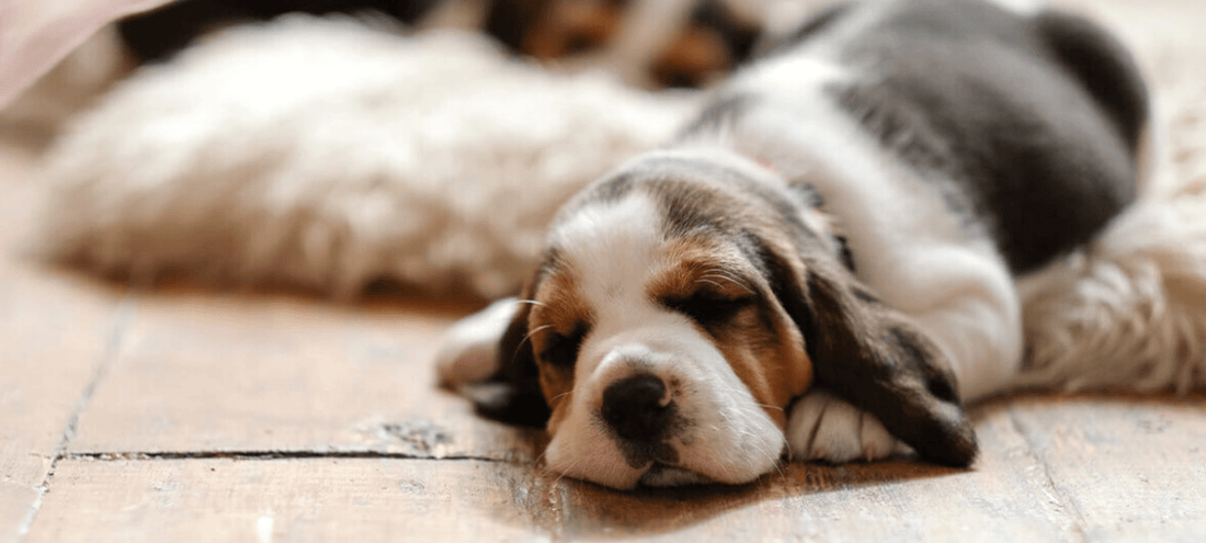 Een slapende hond op de vloer bij Tough & Sweet