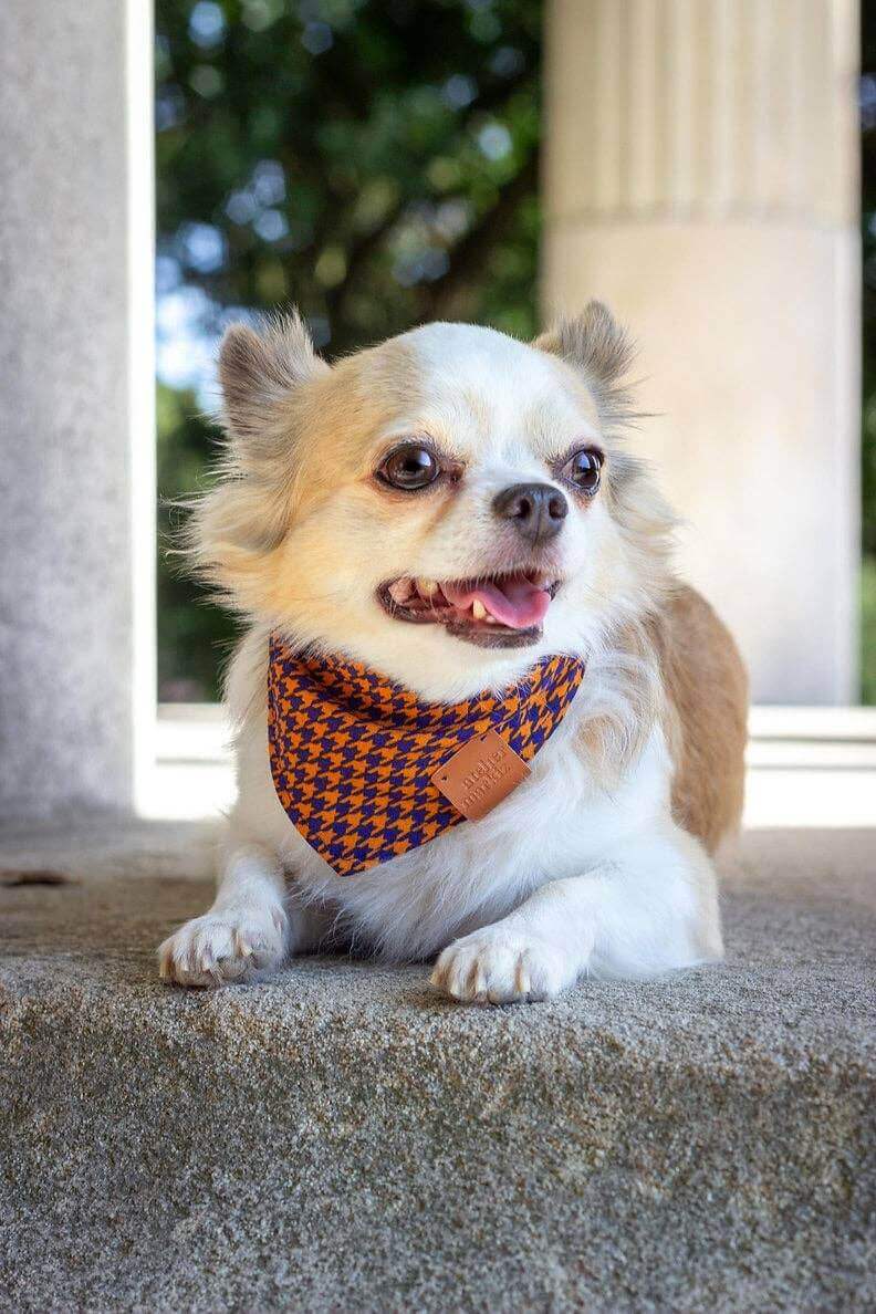 Windsor-bandana
