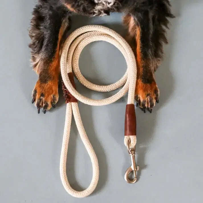 Een hond met een hondenriem, Just Cotton Hondenriem, van 100% katoen met biologisch gelooid leer, musketonhaak in mat zilver, 1.30 meter lang.