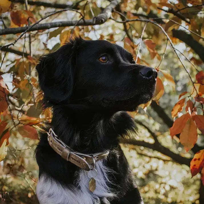 Een zwarte hond zittend in een boom, Twisted Hondenriem Stone. Gemaakt van luxe leer, handgemaakt en weersbestendig. Unieke uitstraling.
